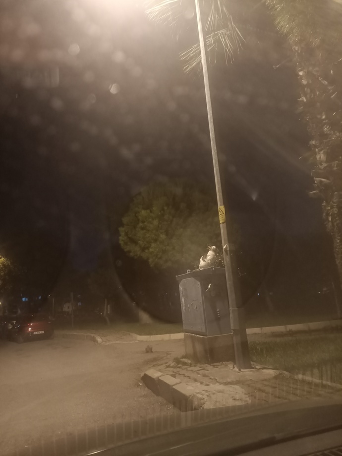 görünmeyen üçüncü nesne palmiyenin üstünde ndnd