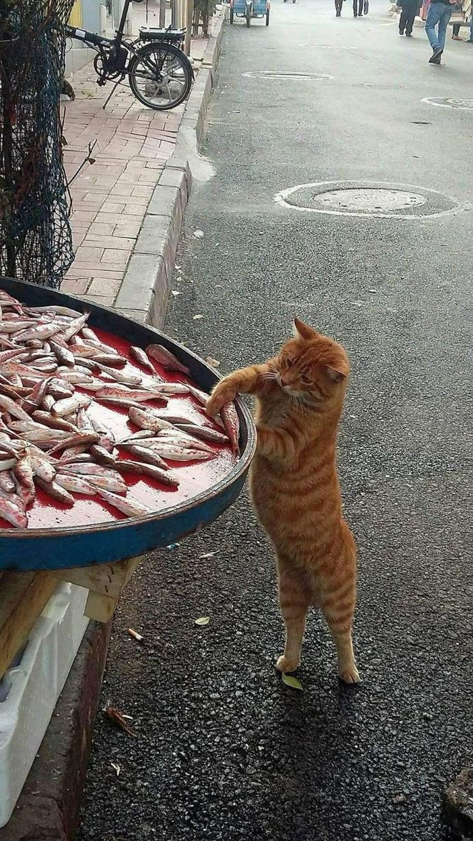 Kim demiş burdan balık alamazsın diyeee👀