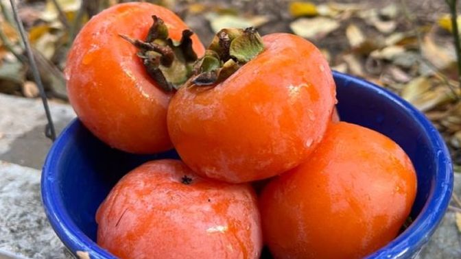 En güzel kış meyvesi cennet hurması değil mi? Siz de seviyor musunuz?