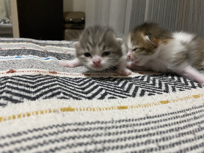 Bu iki çıtırın adı ne olsun?
