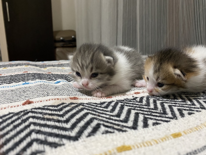 Bu iki çıtırın adı ne olsun?
