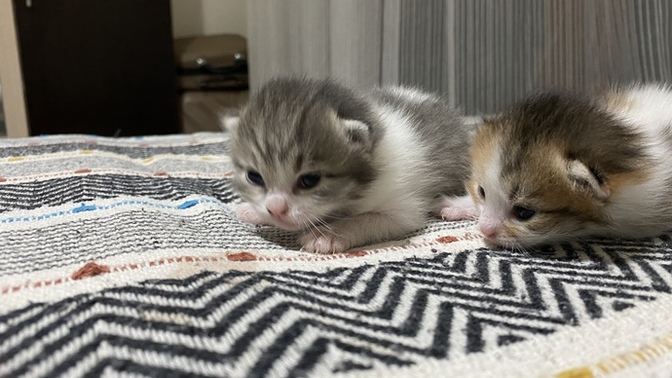 Bu iki çıtırın adı ne olsun?