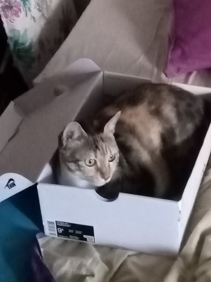 Kedi sever erkekler neden bu kadar çok yakışıklı ve tatlı?