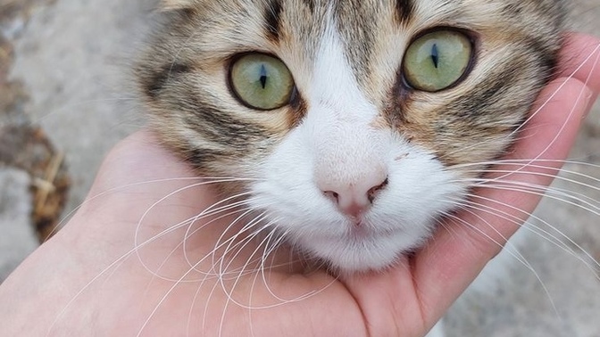 Erkek Kız kanka olur mu sizce? Ve ne kadar devam eder?