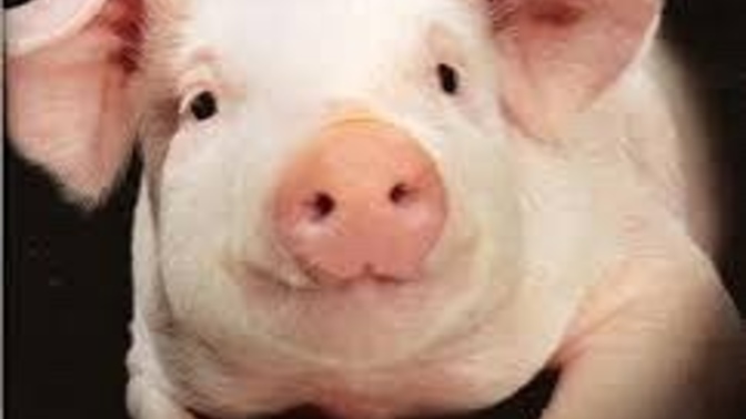 Köfteci Yusuf köftelerinde domuz eti kullanmış hiç yediniz mi?