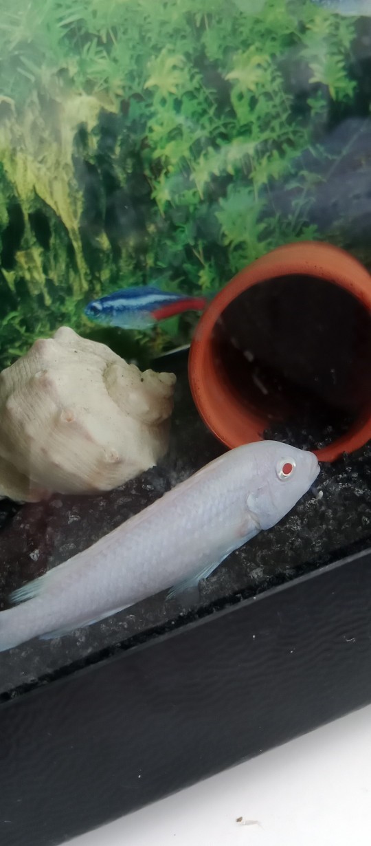 Balığım öldü ne yapmalıyım kendimi nasıl teselli etmeliyim?