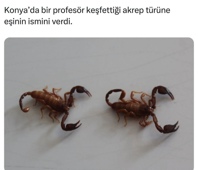 Keşfedilen bir akrep türüne adınız verilseydi, ne hissederdiniz😂?