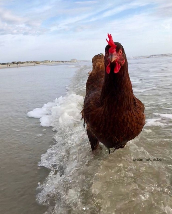 Tavuğu en çok hangi hali ile seviyorsunuz?
