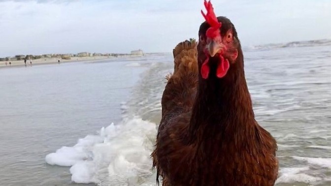 Tavuğu en çok hangi hali ile seviyorsunuz?