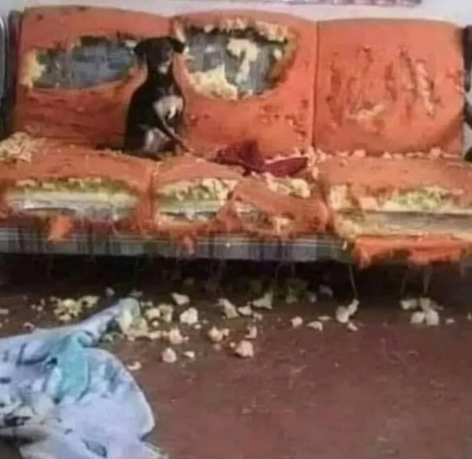 Ev ortamına alışkın son derece uysaldır görüldüğü gibi... sahiplendirmek istiyorum sizce iyi bakan birini bulabilir miyim?🤭🤭?