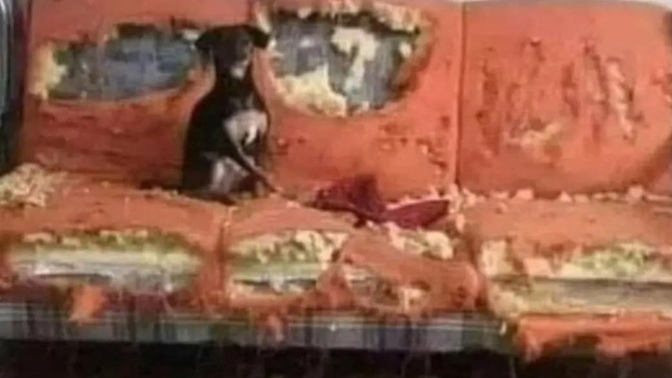 Ev ortamına alışkın son derece uysaldır görüldüğü gibi... sahiplendirmek istiyorum sizce iyi bakan birini bulabilir miyim?🤭🤭?