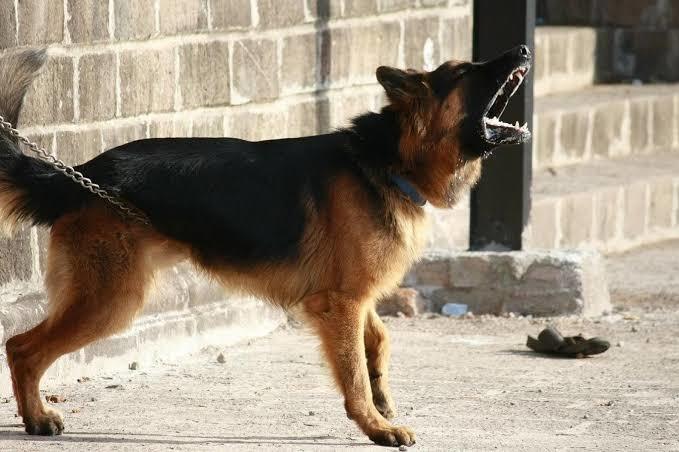 Köpekten korkar mısın?
