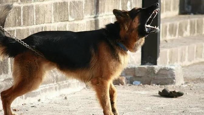 Köpekten korkar mısın?
