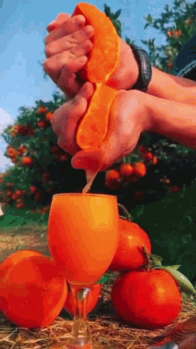 Sarı kola mı Siyah kola mı?