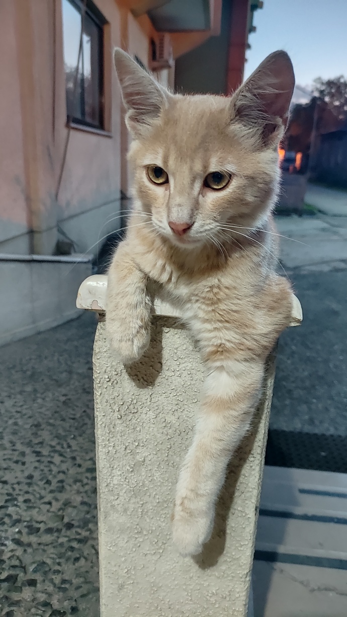 Kedilerin patileri neden bu kadar tatlı?