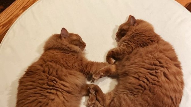 Uykucu musunuz? Uyumayı çok sevmek problem olabilir mi?