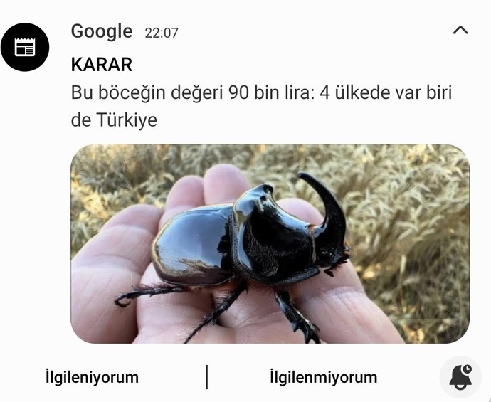 Arkadaşlar hep beraber şu böceğin avına çıkalım mı?