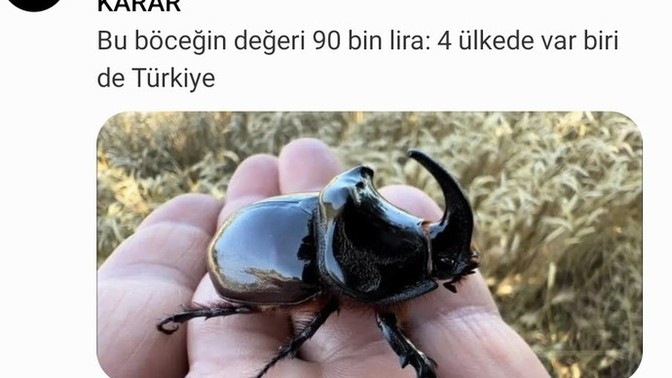 Arkadaşlar hep beraber şu böceğin avına çıkalım mı?