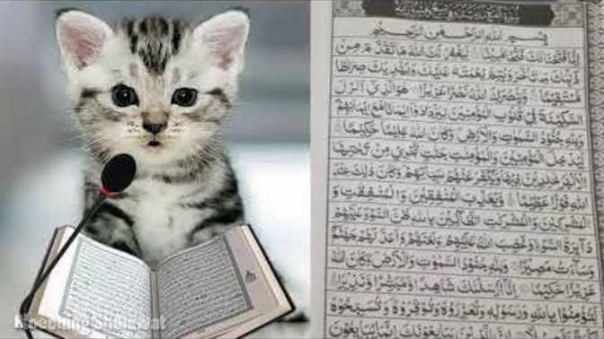 Kuran okuyan kedi gerçek mi?