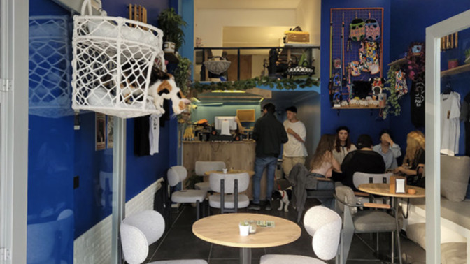 Samsun’daki "Patili Kafe", evcil hayvanlar için özel menü ve kedi kumu gibi hizmetler veriyor. Hayvan dostu kafeleri sever misin?
