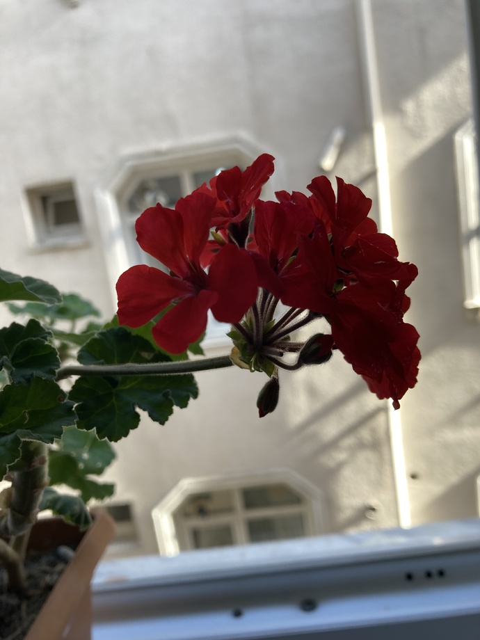 Bu çiçeğin adı nedir bakımı nasıldır?