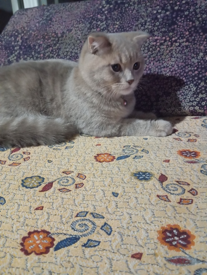 Kedi nasıl görünüyor?
