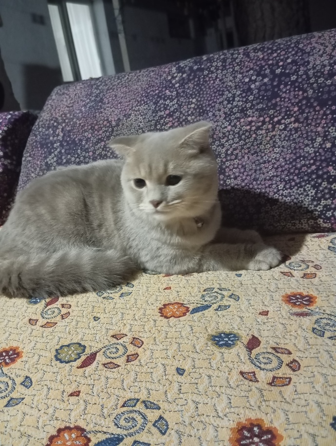 Kedi nasıl görünüyor?