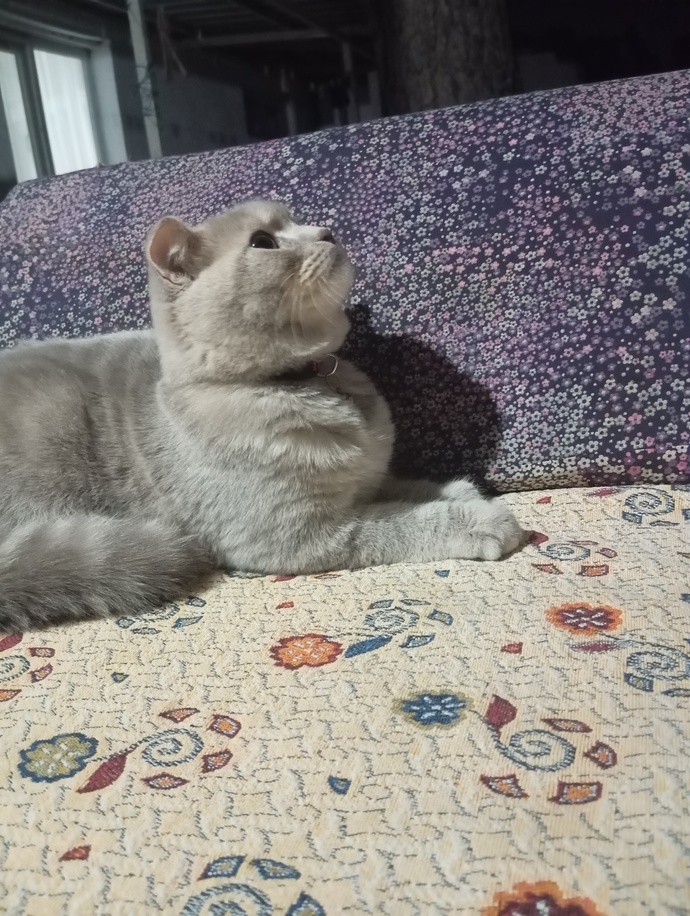 Kedi nasıl görünüyor?