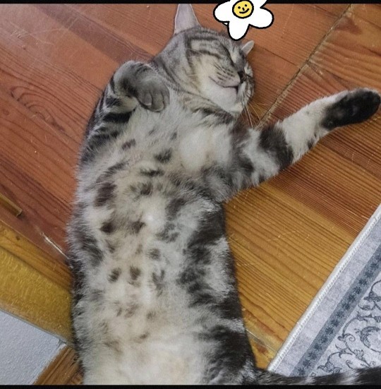 Kedi nasıl görünüyor?