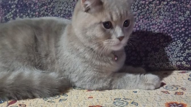 Kedi nasıl görünüyor?