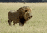 Merhabalar sitenin kralı geldi nasılsınız🦁🦁🦁?