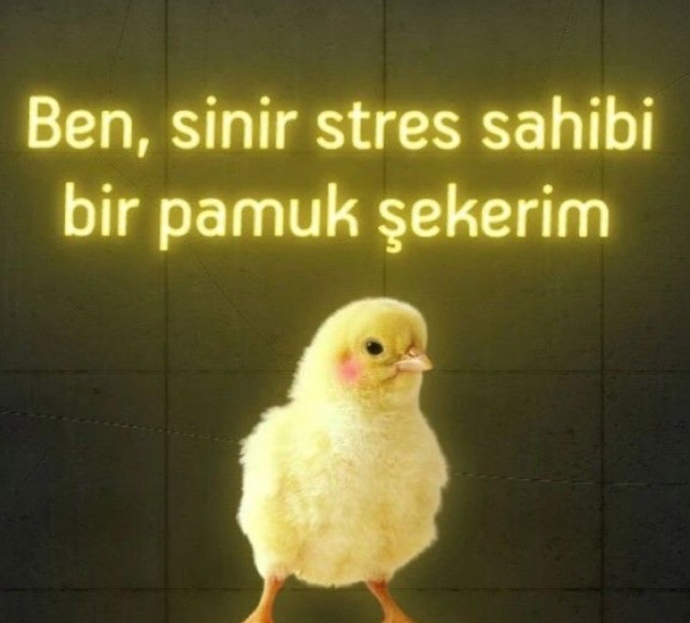 Senin neyin güzel?