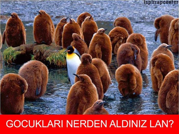 Sizde de sürü psikolojisi var mı?