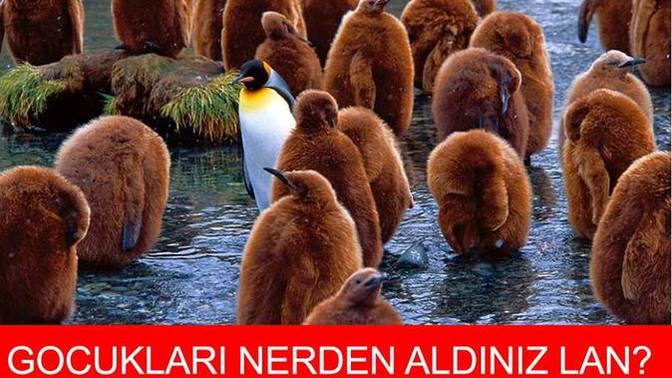 Sizde de sürü psikolojisi var mı?
