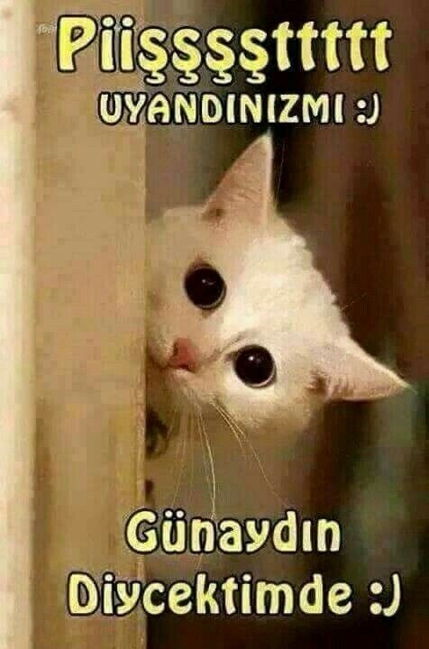 Borçlarım tarafından zorla işe götürülüyorum. Günaydınnnn ☀️ Doğdu mu güneşiniz?
