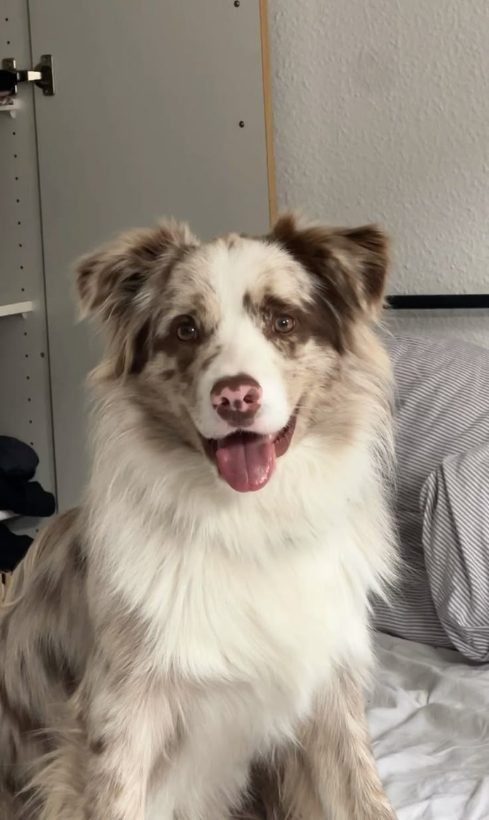 Köpek sahiplenmek istiyor musunuz?