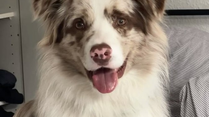 Köpek sahiplenmek istiyor musunuz?