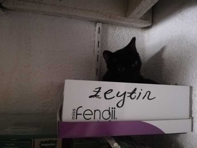 Sizin kedilerde kutuyu seviyor mu?