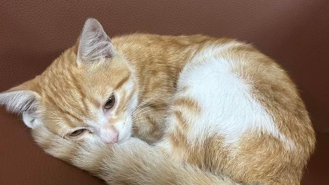 Kedyy çok tatlıı değil mi yaaa?