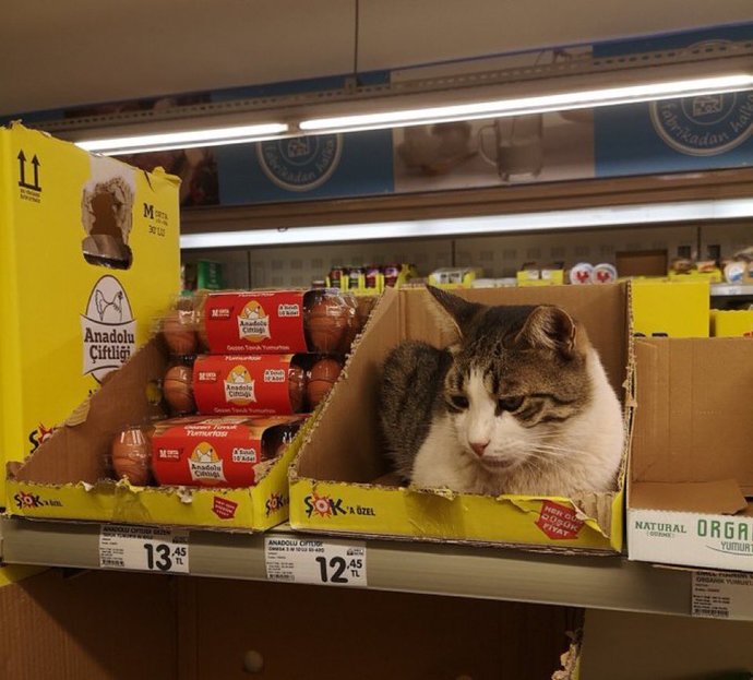 Kediler bile 12₺ olmuş. Ekonomi hakkında ne düşünüyorsunuz?