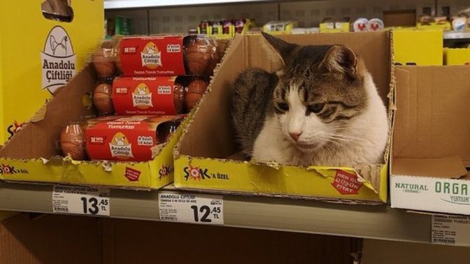 Kediler bile 12₺ olmuş. Ekonomi hakkında ne düşünüyorsunuz?