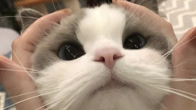 İnsan, sevince mi güzel görür yoksa güzel gördüğü için mi sever?
