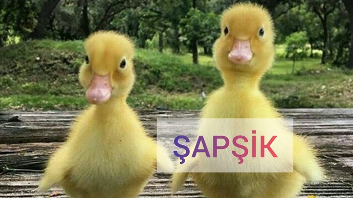 Çalışırken bir şeyler içme veya yeme veya hem yiyip hem içme huyunuz var mıdır?