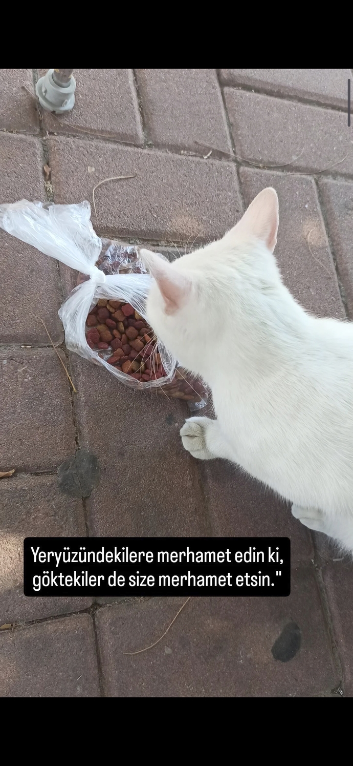 Bir hayvan size bakıp acıktığını hissettirdiğinde ne yapıyorsunuz?