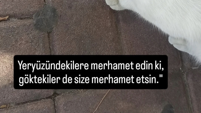 Bir hayvan size bakıp acıktığını hissettirdiğinde ne yapıyorsunuz?