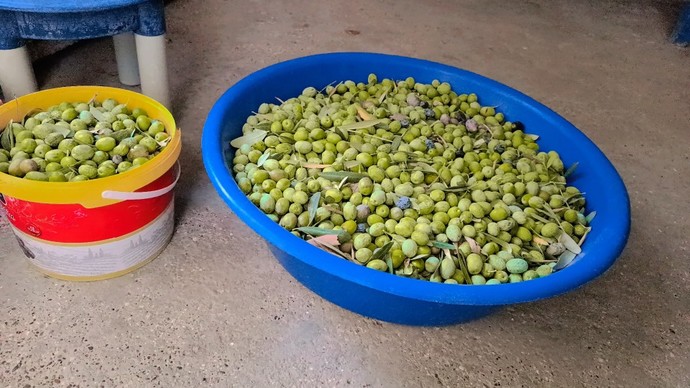 Yeşil zeytin mi, siyah zeytin mi?
