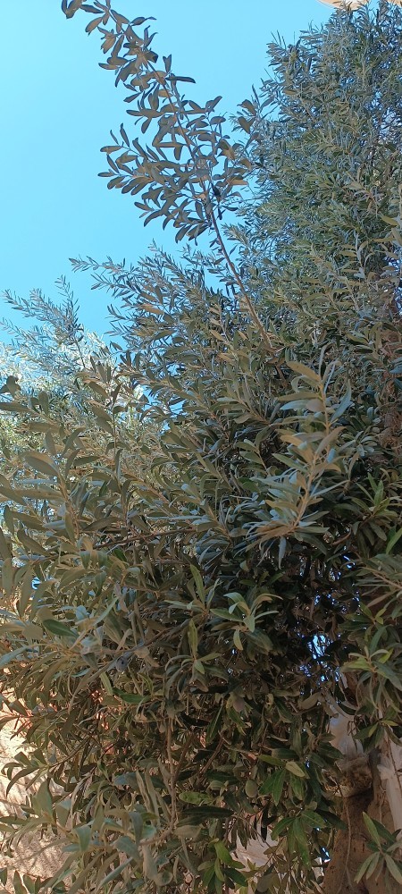 Yeşil zeytin mi, siyah zeytin mi?