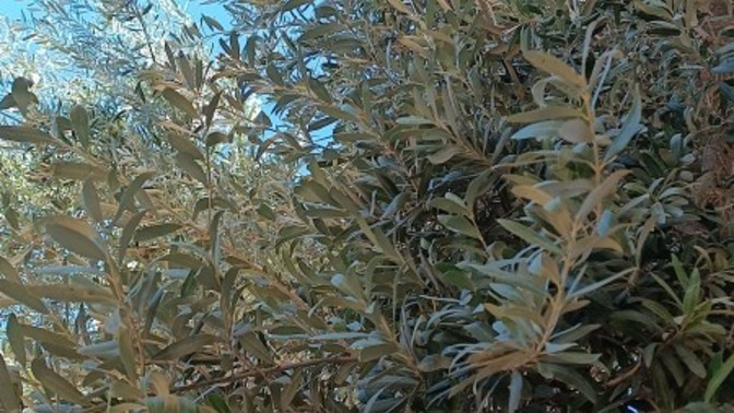 Yeşil zeytin mi, siyah zeytin mi?