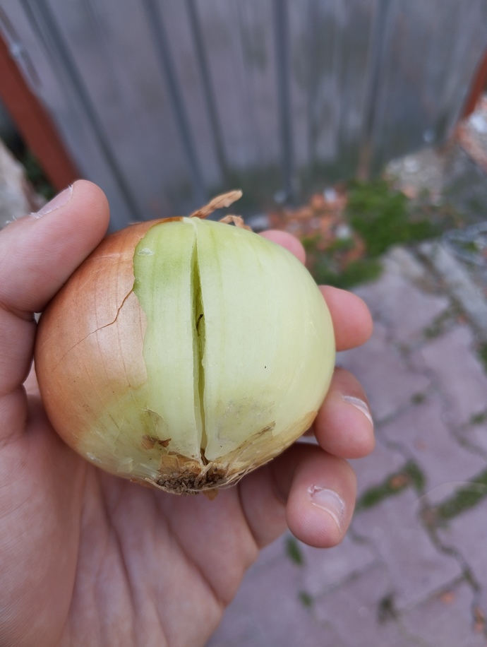 Yerde soğan buldum yersem ölürmüyüm acaba?