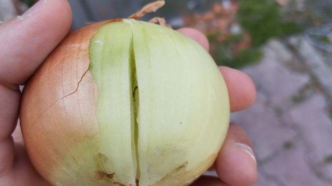 Yerde soğan buldum yersem ölürmüyüm acaba?
